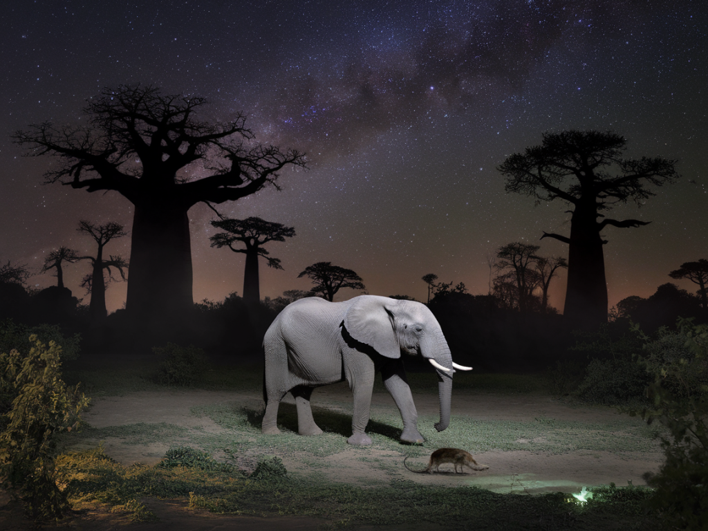 Parc national de Tarangire : un safari de nuit à couper le souffle